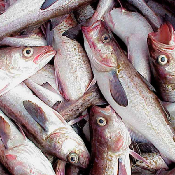 Cá minh thái cấp đông giá sỉ
