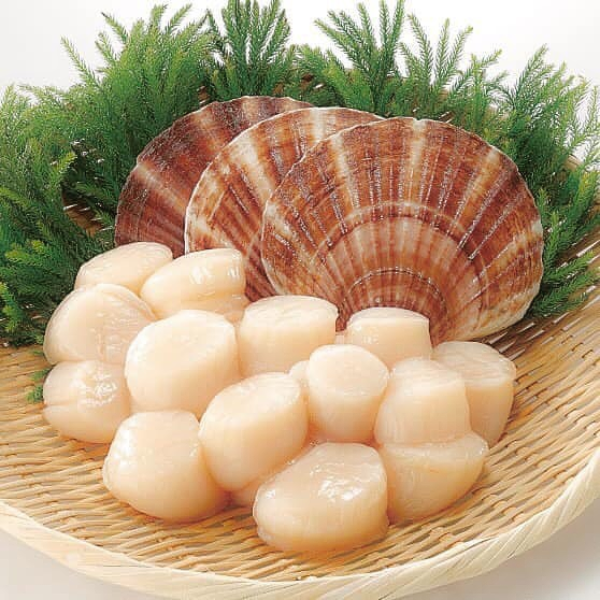 Cồi sò điệp giá sỉ