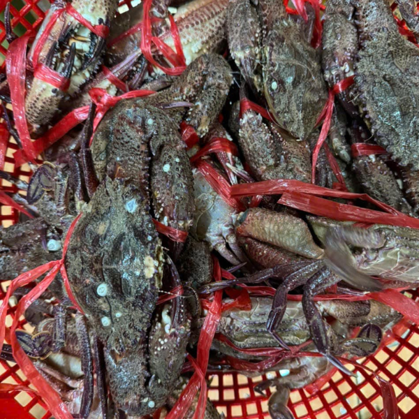 ghẹ đá biển giá sỉ 