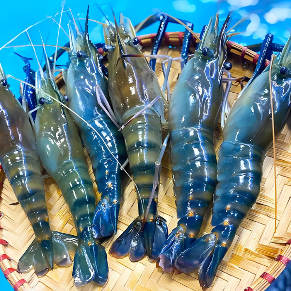tôm càng xanh giá sỉ