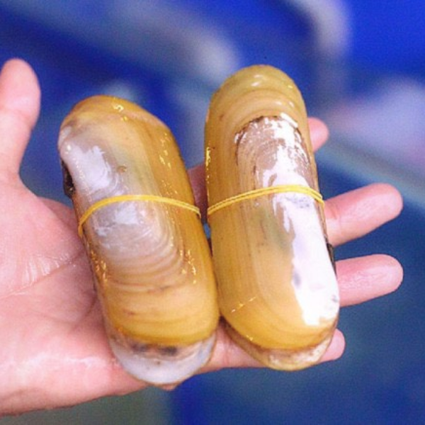 Ốc móng tay chúa giá sỉ