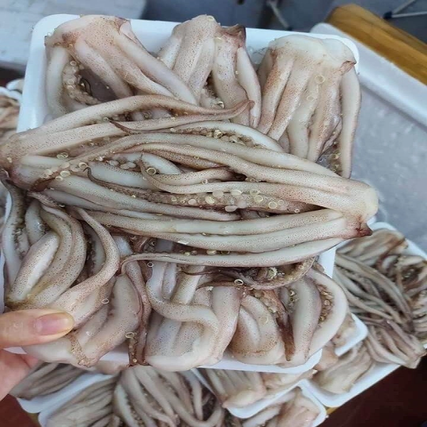 Đầu mực giá sỉ