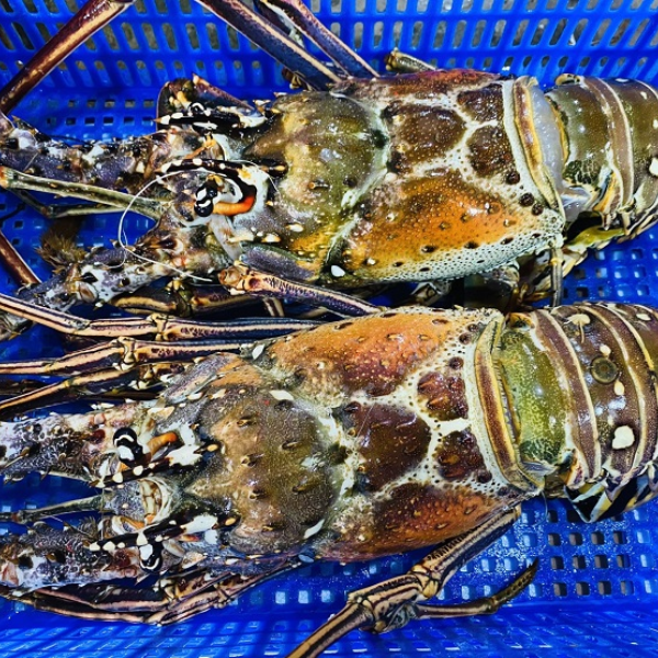 Tôm hùm Caribe chất lượng